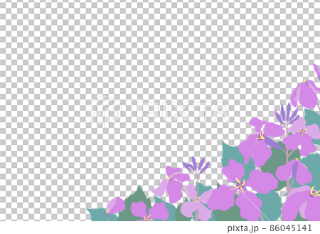 ムラサキハナナ(紫花菜)ショカツサイ(諸葛菜)花大根の花畑風景イラストフレーム はがきサイズ横型 ムラサキハナナ(紫花菜)ショカツサイ(諸葛菜)花大根の花畑風景イラストフレーム はがきサイズ横型 86045141