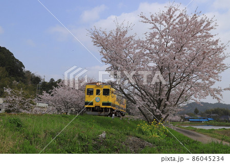 房総半島のローカル線のいすみ鉄道と桜と菜の花 房総半島のローカル線のいすみ鉄道と桜と菜の花 86045234