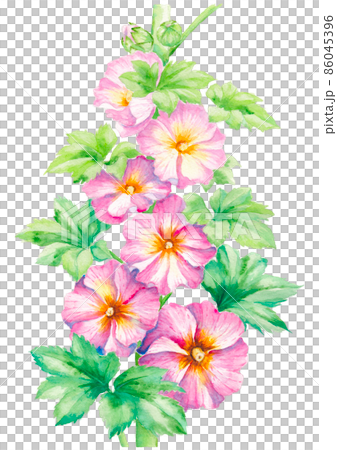 Watercolor illustration of hollyhocks 86045396