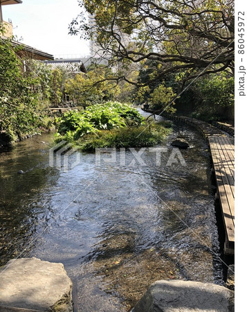 （静岡県三島市）源兵衛川の遊歩道 86045972