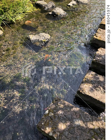 （静岡県三島市）源兵衛川の遊歩道 86045974