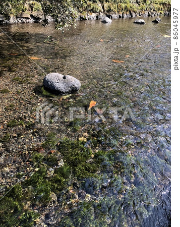 （静岡県三島市）源兵衛川の遊歩道 86045977