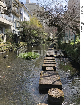 （静岡県三島市）源兵衛川の遊歩道 86045978