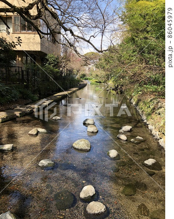 （静岡県三島市）源兵衛川の遊歩道 86045979