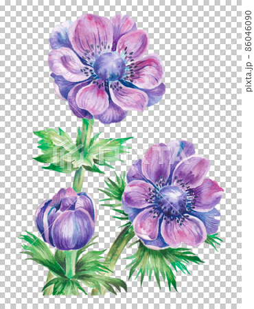 アネモネの水彩画イラストのイラスト素材 [86046090] - PIXTA