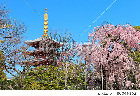 【東京都】晴天下の浅草寺五重塔と満開の桜 86046102