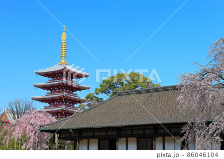 【東京都】晴天下の浅草寺五重塔と満開の桜 86046104