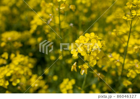 先始めた菜の花 86046327