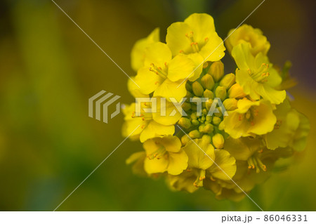 つぼみのある菜の花 つぼみのある菜の花 86046331