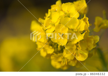 菜の花拡大 86046332