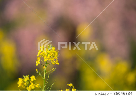 桃の背景と菜の花 86046334