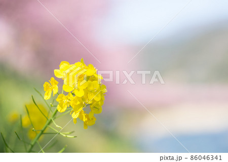 茎も美しい菜の花 茎も美しい菜の花 86046341