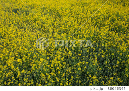 菜の花畑 菜の花畑 86046345