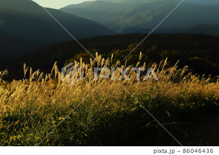 羽黒山 早朝のすすき 羽黒山 早朝のすすき 86046436