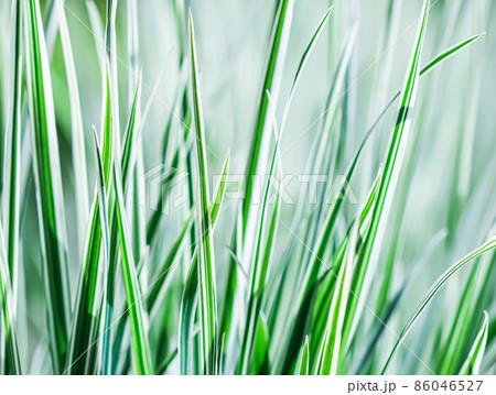 Decorative green and white striped grass. Arrhenatherum elatius bulbosum variegatum. Soft focus. Natural background. Decorative green and white striped grass. Arrhenatherum elatius bulbosum variegatum. Soft focus. Natural background. 86046527