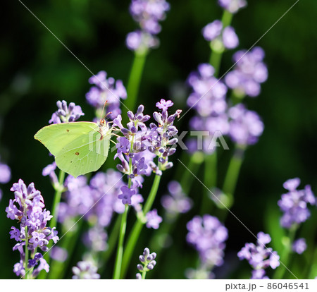 Beautiful yellow Gonepteryx rhamni or common brimstone butterfly on a purple lavender flower in a sunny garden. Beautiful yellow Gonepteryx rhamni or common brimstone butterfly on a purple lavender flower in a sunny garden. 86046541