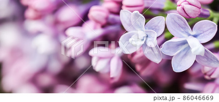 Abstract floral background, blooming branch, purple terry Lilac flower petals. Macro flowers backdrop for holiday brand design. Soft focus 86046669