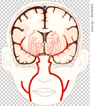 Brain rendering 86046981