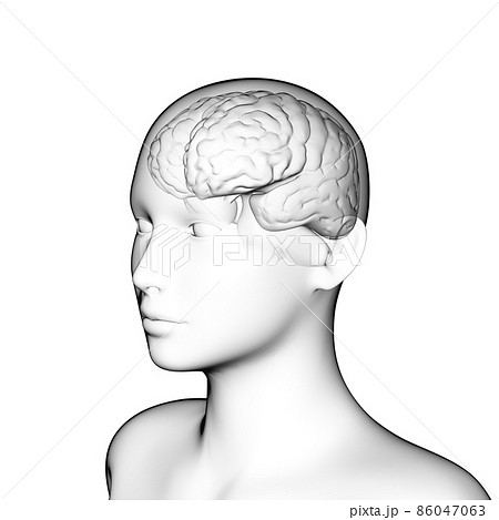 脳 人の頭脳 女性のイラスト素材