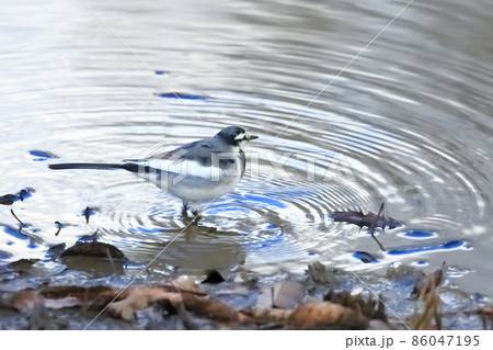 水辺でエサを探すハクセキレイ 86047195