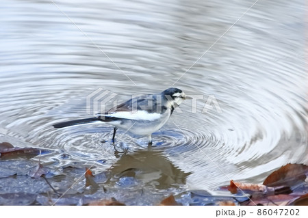 水辺でエサを探すハクセキレイ 86047202