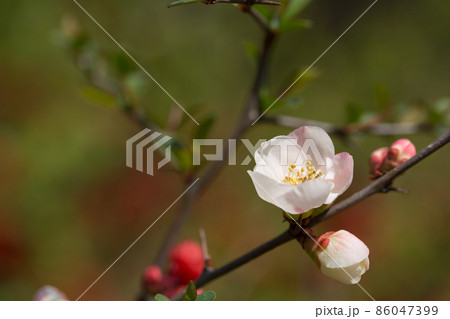 食器のような梅の花 食器のような梅の花 86047399