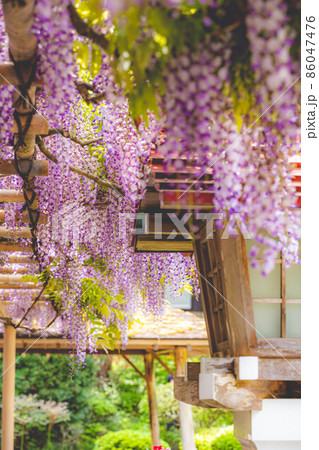 神社に咲く藤棚と灯籠(藤の花) 神社に咲く藤棚と灯籠(藤の花) 86047476
