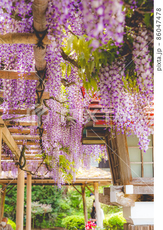 神社を彩る藤棚と灯籠（藤の花） 86047478