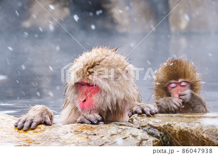 地獄谷野猿公苑の猿（スノーモンキー） 86047938