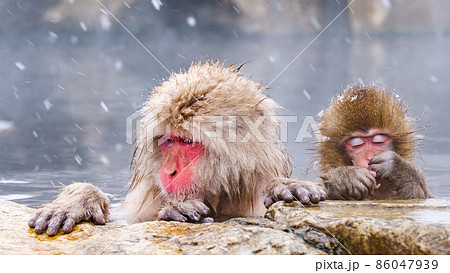 地獄谷野猿公苑の猿(スノーモンキー) 地獄谷野猿公苑の猿(スノーモンキー) 86047939