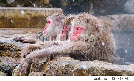 地獄谷野猿公苑の猿（スノーモンキー） 86047946
