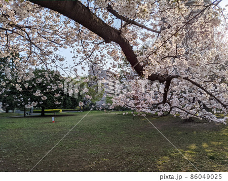 東京 猿江恩賜公園 桜(2021年3月) 東京 猿江恩賜公園 桜(2021年3月) 86049025