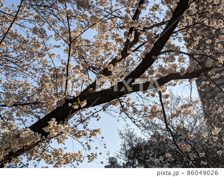 東京 猿江恩賜公園 桜(2021年3月) 東京 猿江恩賜公園 桜(2021年3月) 86049026