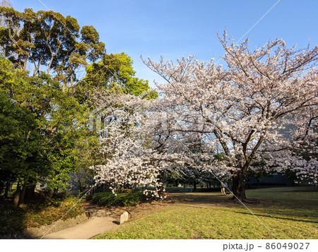 東京 猿江恩賜公園 桜(2021年3月) 東京 猿江恩賜公園 桜(2021年3月) 86049027