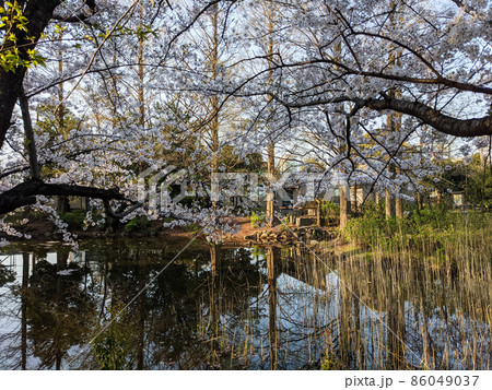 東京 猿江恩賜公園 桜(2021年3月) 東京 猿江恩賜公園 桜(2021年3月) 86049037