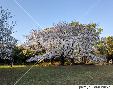 東京 猿江恩賜公園 桜(2021年3月) 東京 猿江恩賜公園 桜(2021年3月) 86049052