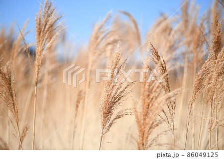 早春の葦(ヨシ) 早春の葦(ヨシ) 86049125