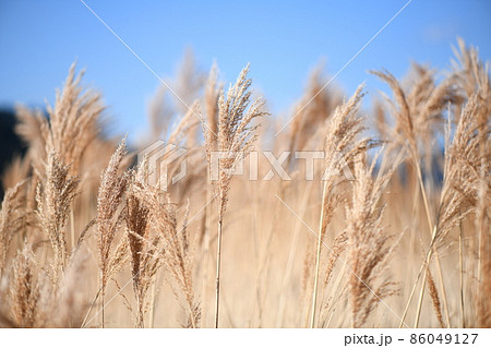 早春の葦（ヨシ） 86049127