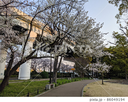 隅田公園 桜 早朝(2021年3月) 隅田公園 桜 早朝(2021年3月) 86049194