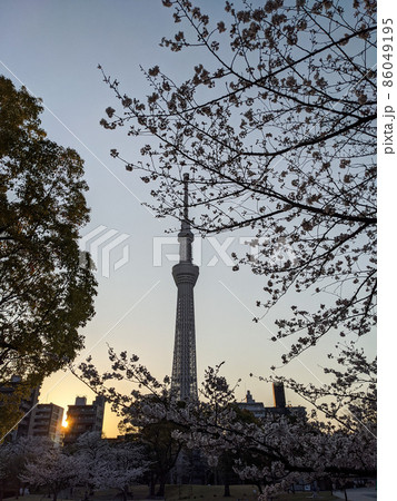 隅田公園 桜 早朝(2021年3月) 隅田公園 桜 早朝(2021年3月) 86049195