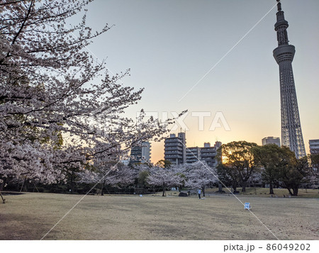 隅田公園 桜 早朝(2021年3月) 隅田公園 桜 早朝(2021年3月) 86049202