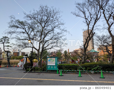東京 上野恩賜公園 桜(2021年4月) 東京 上野恩賜公園 桜(2021年4月) 86049401