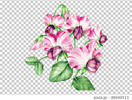 Watercolor illustration of Sayaendo flower 86049513