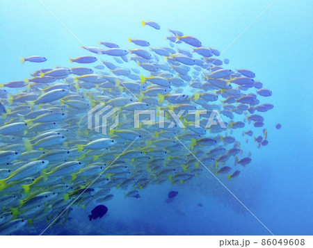 水中写真 魚の群れ 水中写真 魚の群れ 86049608