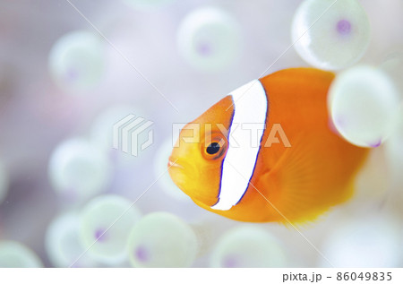ハマクマノミ・白化したイソギンチャク.3 ハマクマノミ・白化したイソギンチャク.3 86049835
