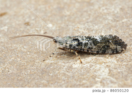 Closeup on a black and white Caddisfly, Agrypnia varia sitting on a stone in the field Closeup on a black and white Caddisfly, Agrypnia varia sitting on a stone in the field 86050120