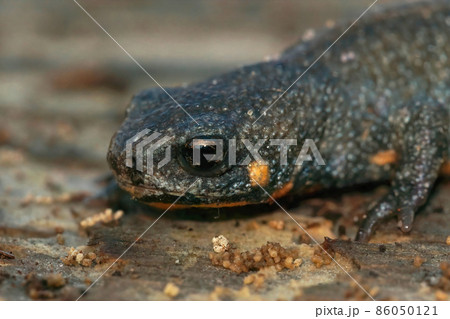 Closeup on a terrestrial adult Chuxiong blue tailed fire-bellied newt, Cynops cyanurus sitting on a stone Closeup on a terrestrial adult Chuxiong blue tailed fire-bellied newt, Cynops cyanurus sitting on a stone 86050121