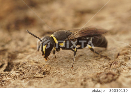 Detailed closeup of a male of a yellow in Gard, France masked bee species , Hylaeus Detailed closeup of a male of a yellow in Gard, France masked bee species , Hylaeus 86050159