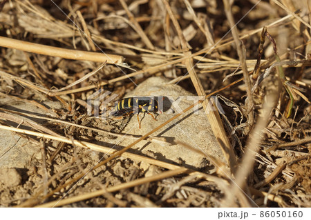Closeup on the small but colorful wasp, Celonites abbreviatus sitting on the ground Closeup on the small but colorful wasp, Celonites abbreviatus sitting on the ground 86050160