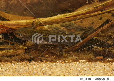 Closeup of an aquatic larvae of the Greek apline newt, Ichthyosaura alpestris veluchiensis from the Peloponese mountains , Greece Closeup of an aquatic larvae of the Greek apline newt, Ichthyosaura alpestris veluchiensis from the Peloponese mountains , Greece 86050161